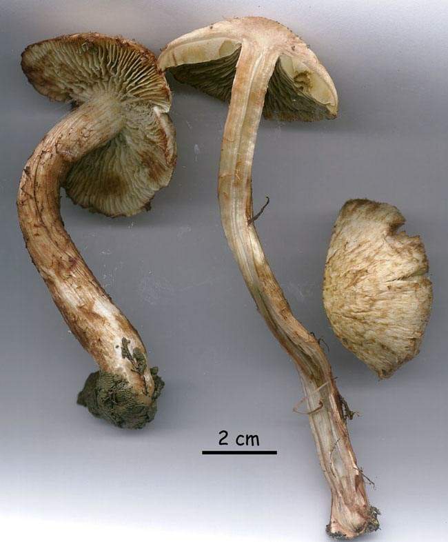 Inocybe bongardii